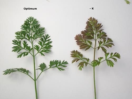 Potassium Deficiency Effects on Carrots Potassium Deficiency: Leaf Scorch and Weak Plants in carrots