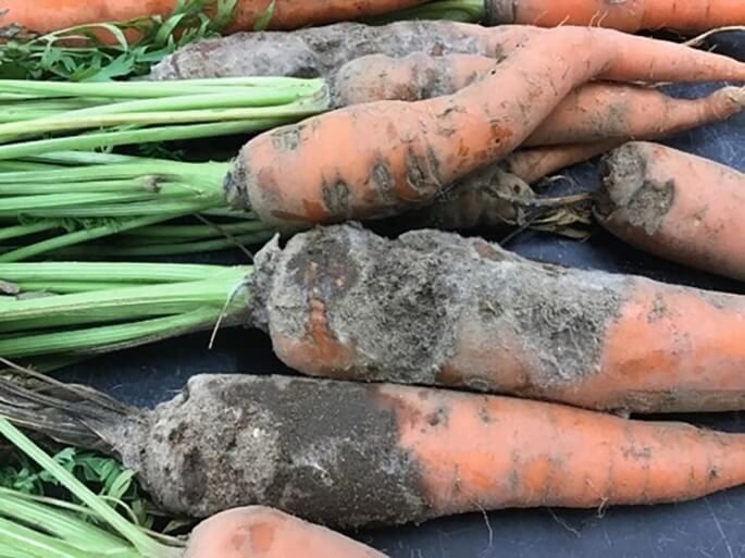 Understanding Scab Symptoms and Root Damage in carrots