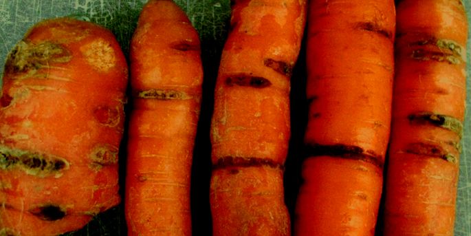 Streptomyces scabies in Carrots - Common Scab Bacteria The Bacteria Behind Common Scab: Streptomyces scabies in carrots