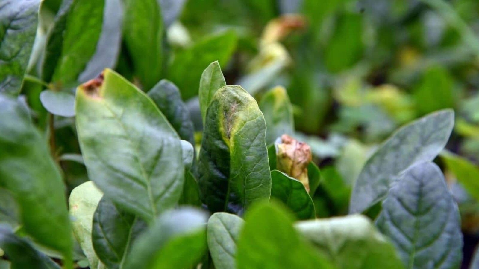 Nitrogen Deficiency in Spinach Leaves Nitrogen Deficiency: The Most Common Culprit in spinach yellow leaves