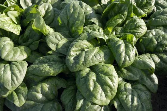 Space Spinach: A Futuristic Superfood Space spinach