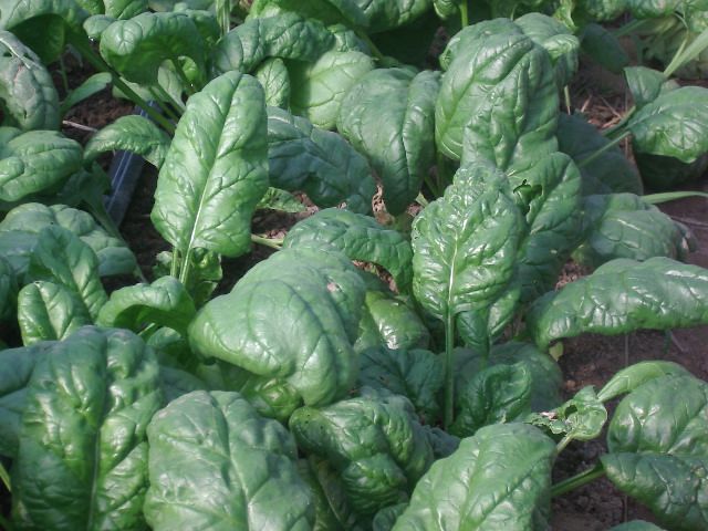 Fresh Tyee Spinach Harvest Tyee spinach