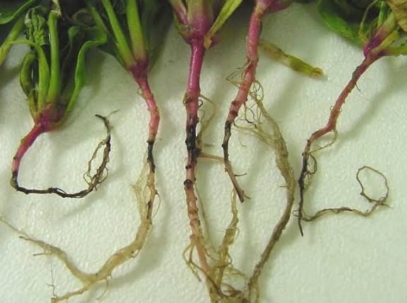 Fusarium Wilt Disease in Spinach Plants Fusarium Wilt in spinach
