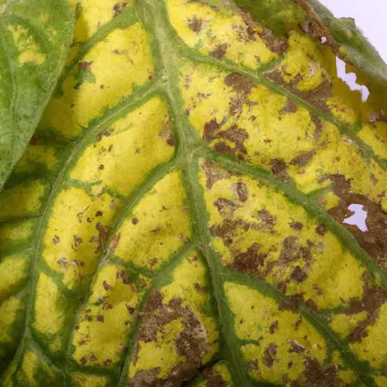 Symptoms of Sulfur Deficiency in Spinach Sulfur deficiency causes pale yellow coloring on newer leaves while older foliage in spinach