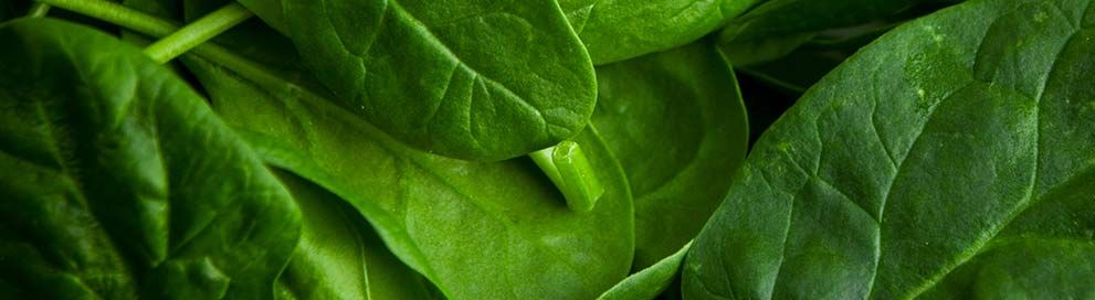 Impact of Boron Deficiency on Spinach Growth Boron deficiency leads to yellowing combined with stunted growth and potentially twisted foliage in spinach