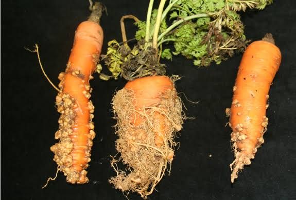 What Are Root Knot Nematodes Really? In carrots