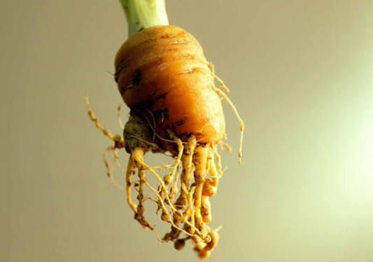 Identifying Root Knot Nematode Symptoms in Your Carrots
