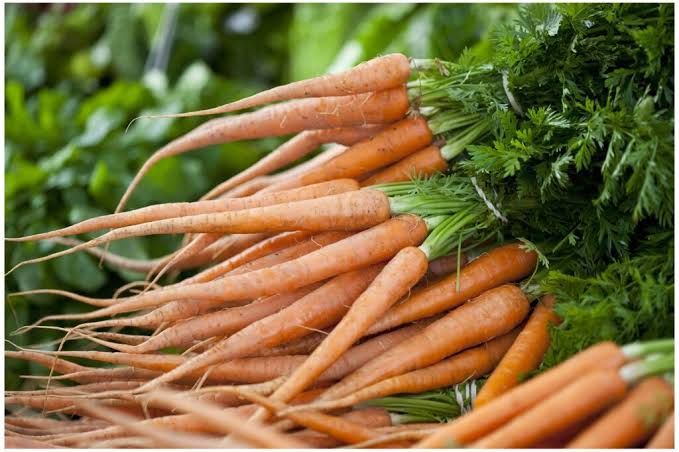 Long Imperator carrot Varieties