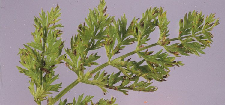 Alternaria Leaf Blight in Carrots Alternaria Leaf Blight: The Dark Brown Spots in carrots