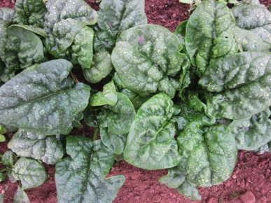 Winter Bloomsdale spinach