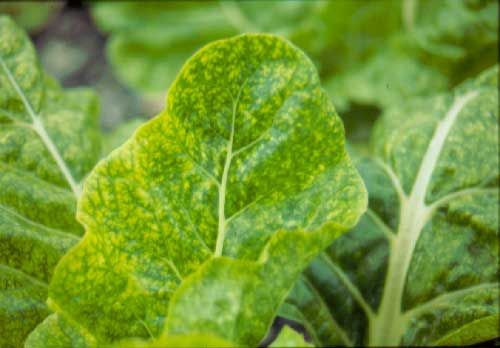 Magnesium deficiency in spinach