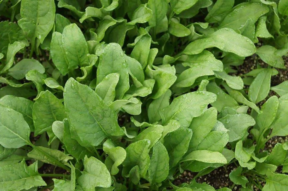 Viroflay spinach