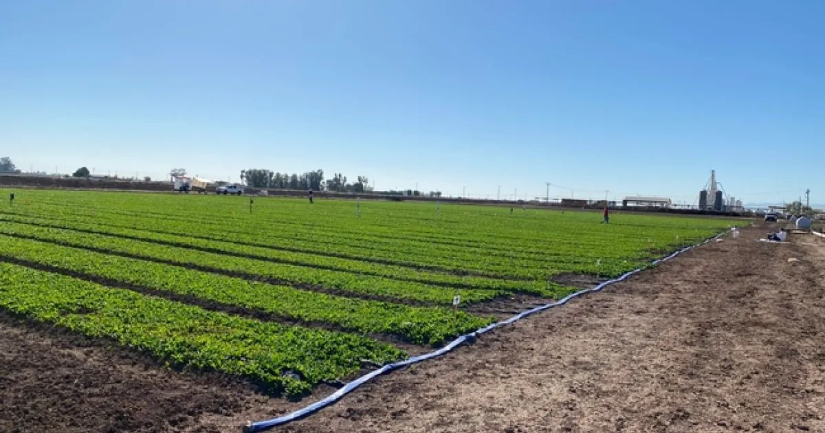 Drip Irrigation Benefits for Mature Spinach Plants Drip Irrigation is Superior for Mature Plants in spinach