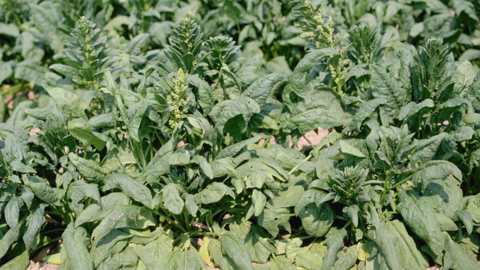 Early Spinach Bolting Explained Spinach Still Bolting Early