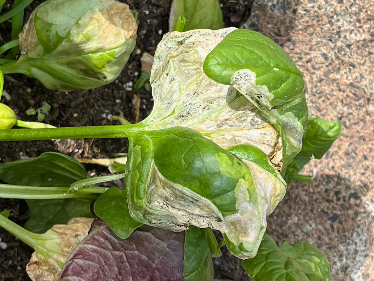 Why Brown Leaves Appear on Spinach