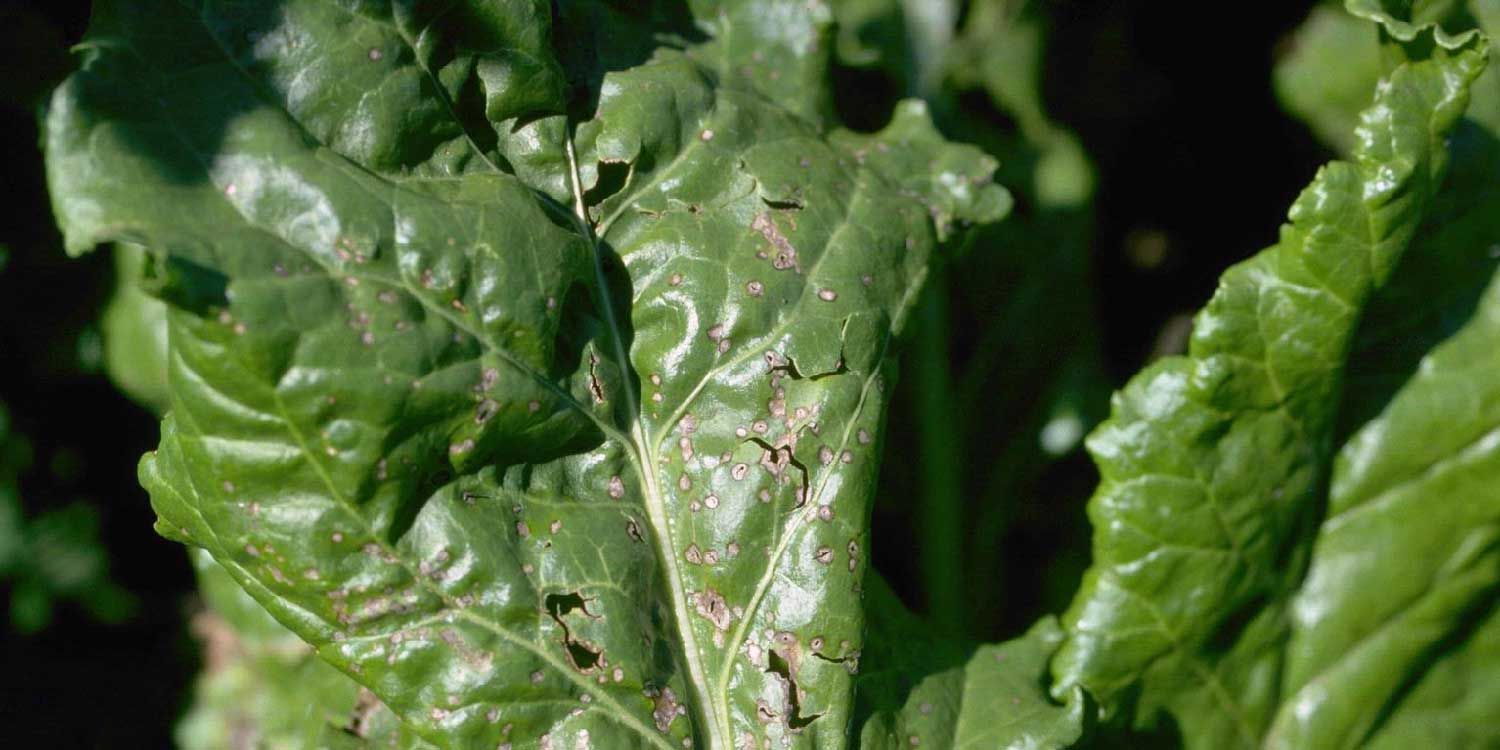 Cercospora Leaf Spot: The Most Common Problem in spinach