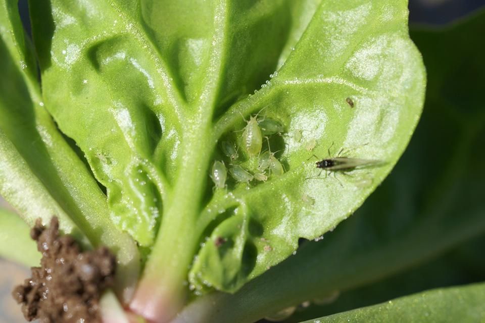 Spinach Aphids: The Worst Offender