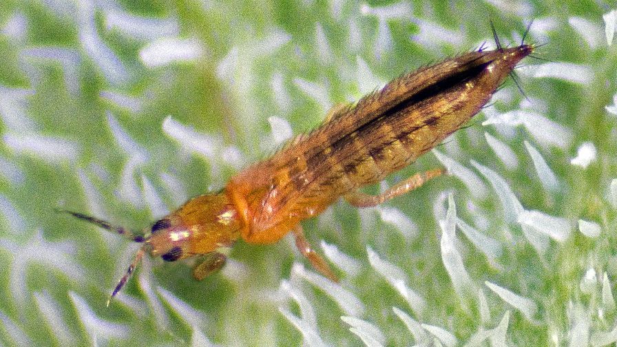 Thrips: The Tiny Scrappers in spinach