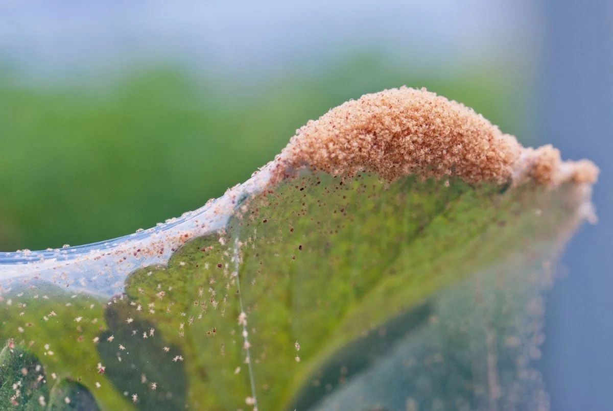 Spider Mites: The Web Makers in spinach