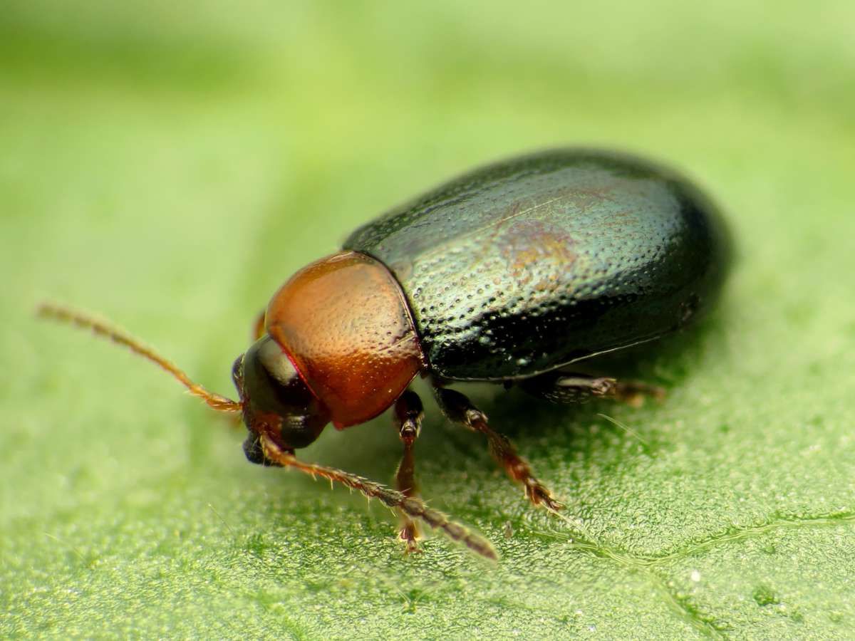 Flea Beetles: The Jumpers in spinach