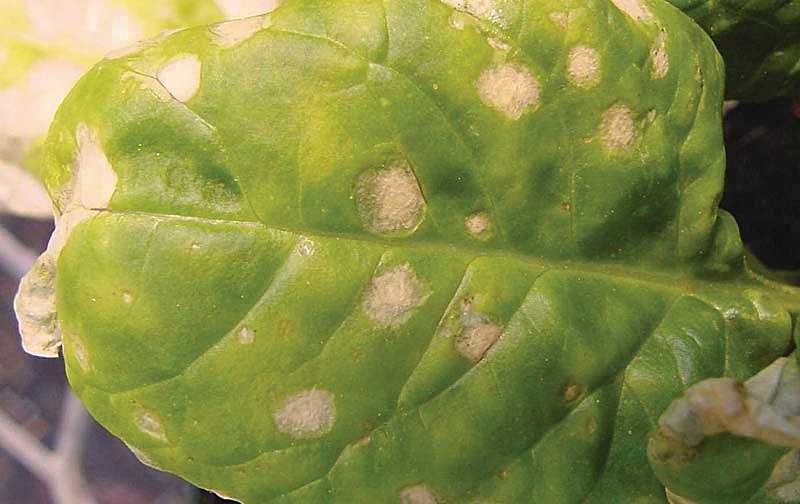 Stemphylium Leaf Spot: The Temperature Trigger in spinach
