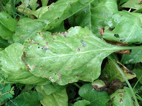 Cercospora Leaf Spot in spinach