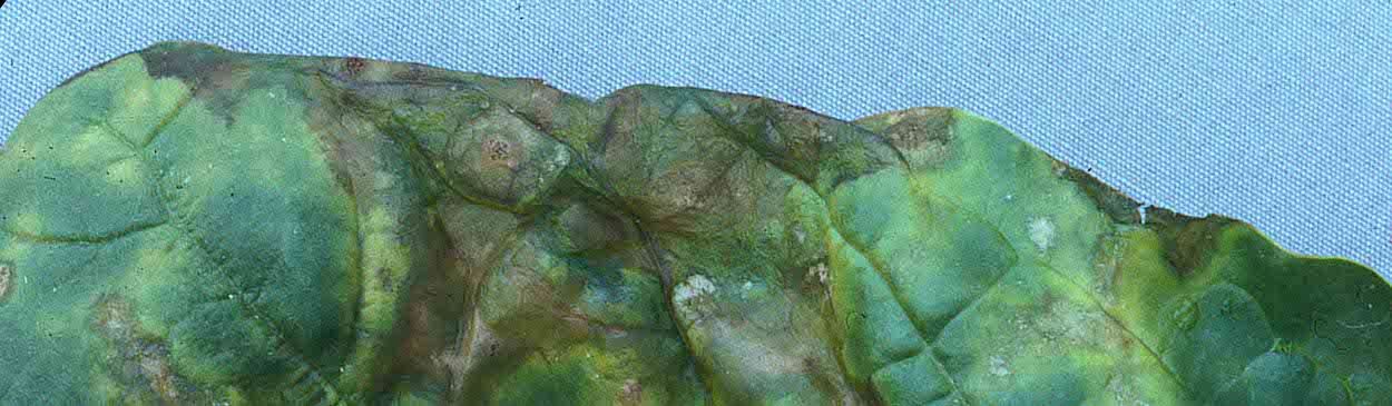 Anthracnose Leaf Spot in spinach