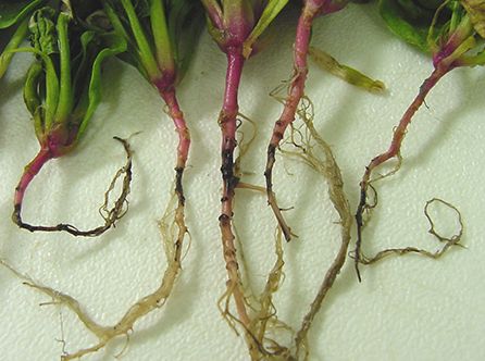 Root Rots in soinach