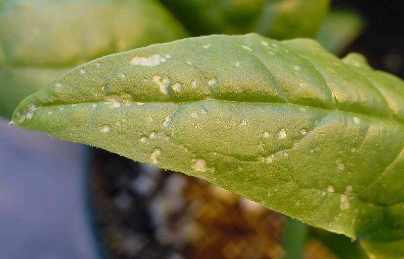 Cladosporium Fungus on Spinach Leaves Cladosporium in spinach