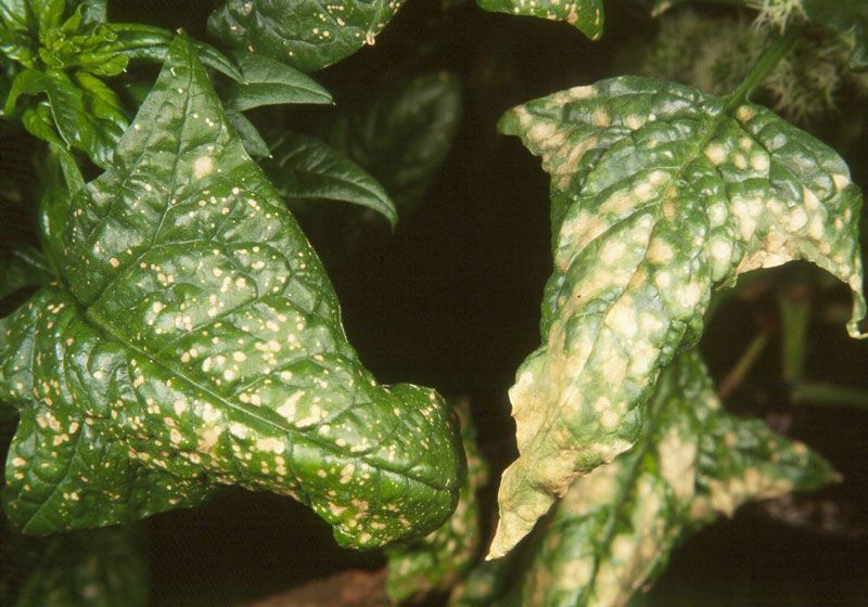 Stemphylium Leaf Spot in Spinach Explained Stemphylium Leaf Spot: The Temperature Trigger in spinach