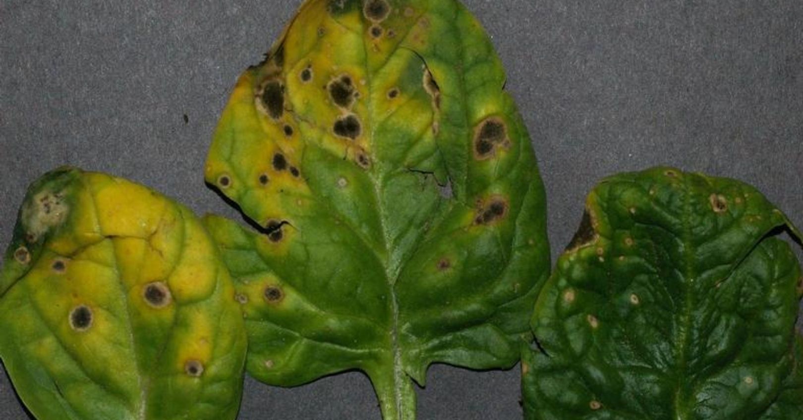 Fungal Leaf Spot on Spinach Plant Fungal leaf spot in spinach