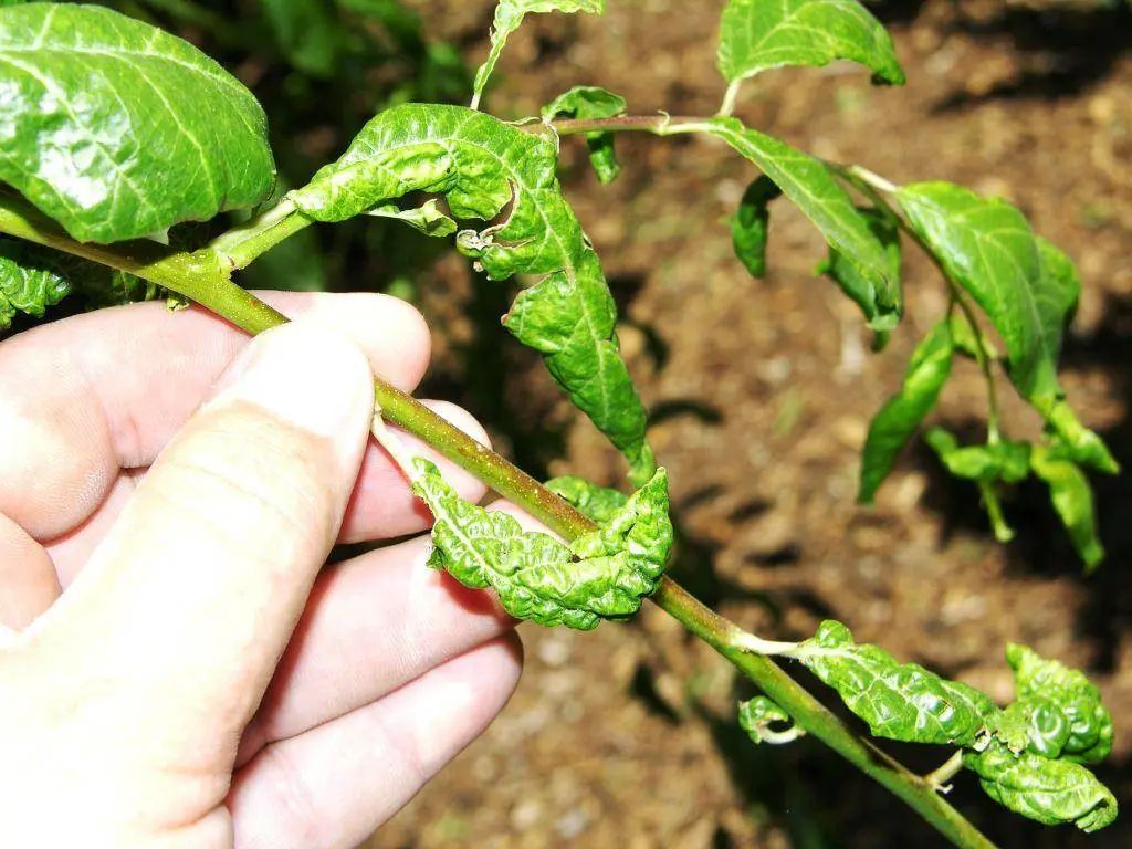 How to Recognize Aphid Damage on Spinach