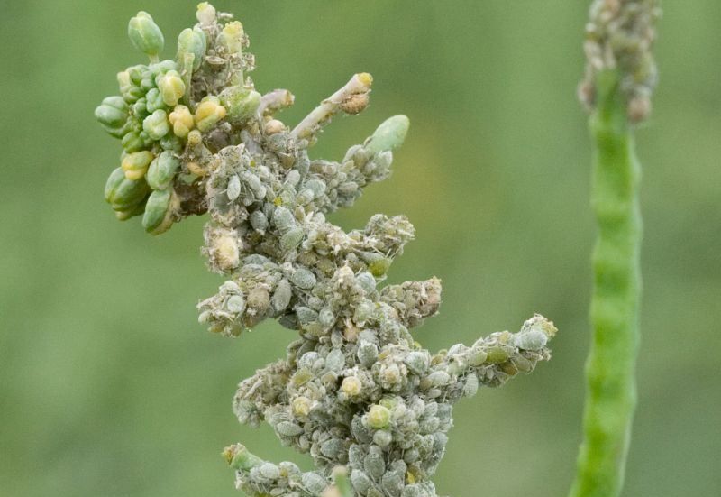 Cabbage aphids in spinach