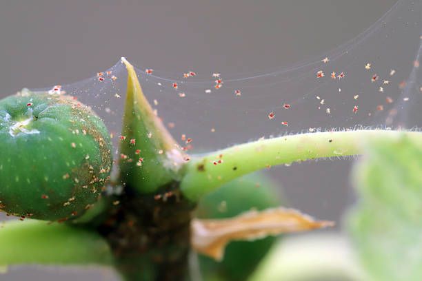 Spider mites in spinach