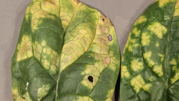 What Is Spinach Downy Mildew?