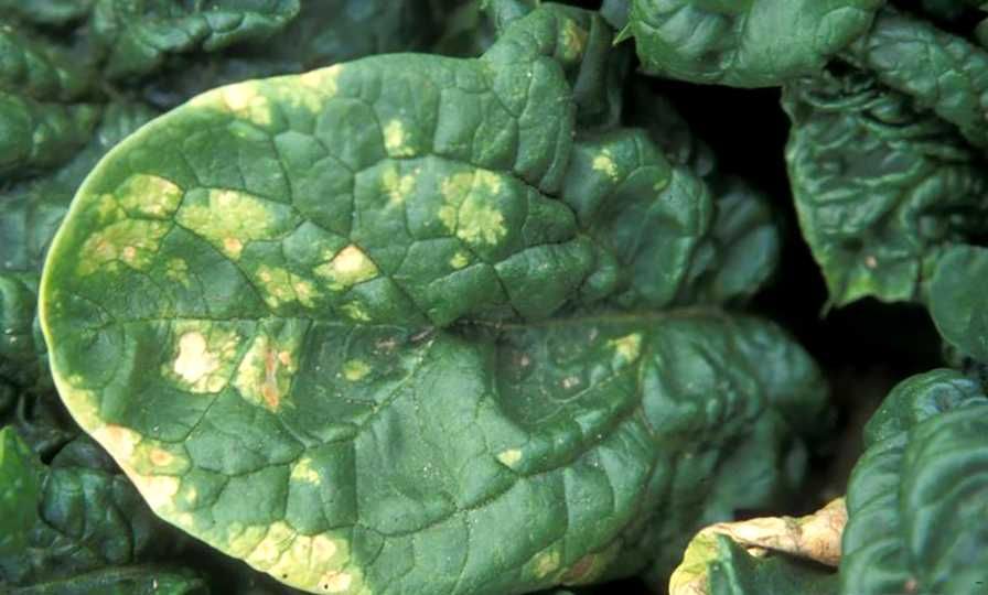 How to Recognize the Symptoms on the upper side of spinach