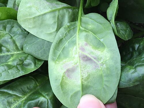 How to Recognize the Symptoms on the under side of spinach