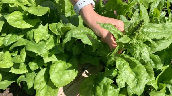 Understanding Spinach Early Bolting Issues spinach-not-growing Cause 6: Early Bolting and Day Length