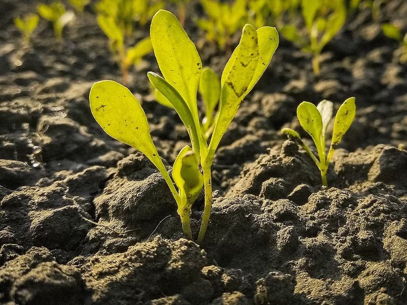 Spinach Underwatering Issues Explained spinach-not-growing Underwatering problem