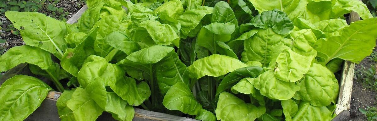Understanding Spinach Growth Challenges When “Not Growing” Actually Starts in spinach