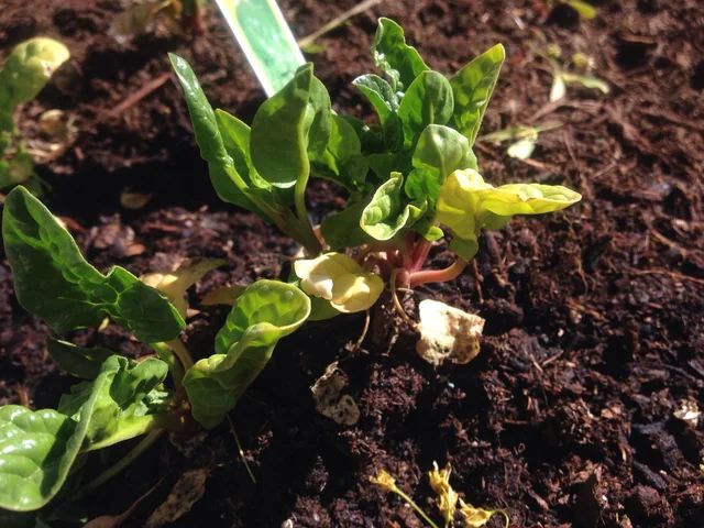 Afternoon Wilt in Spinach Leaves Leaves may wilt in the afternoon in spinach