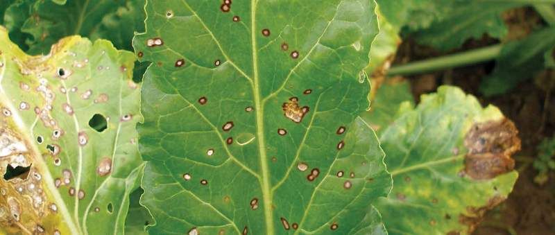 Identifying Spinach White Spots Disease Identifying spinach White Spots cercospora