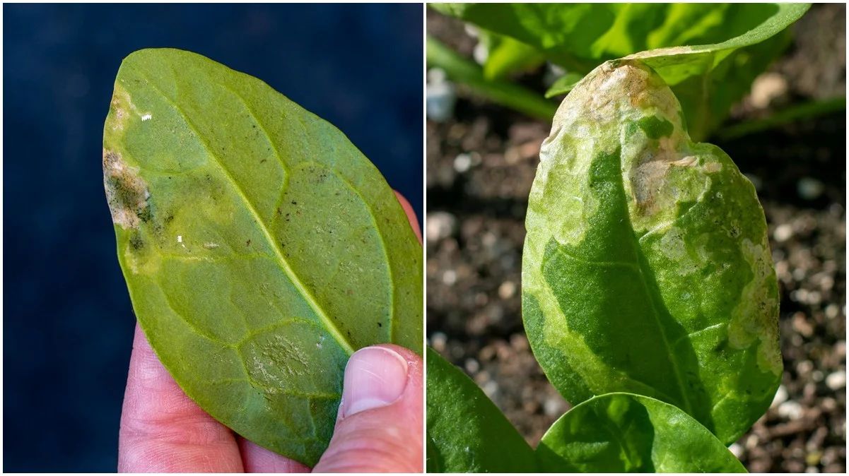 Leaf Miners Infesting Spinach Plants Leaf minersin spinach