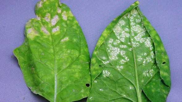 Understanding White Rust in Spinach White Rust: The Classic White Spot Disease in spinach