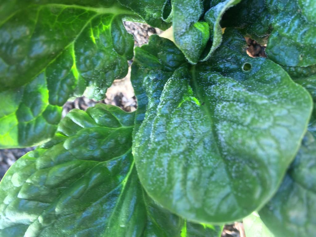 Downy Mildew and Leaf Spots in Spinach Downy mildew and fuzzy leaf spots in spinach