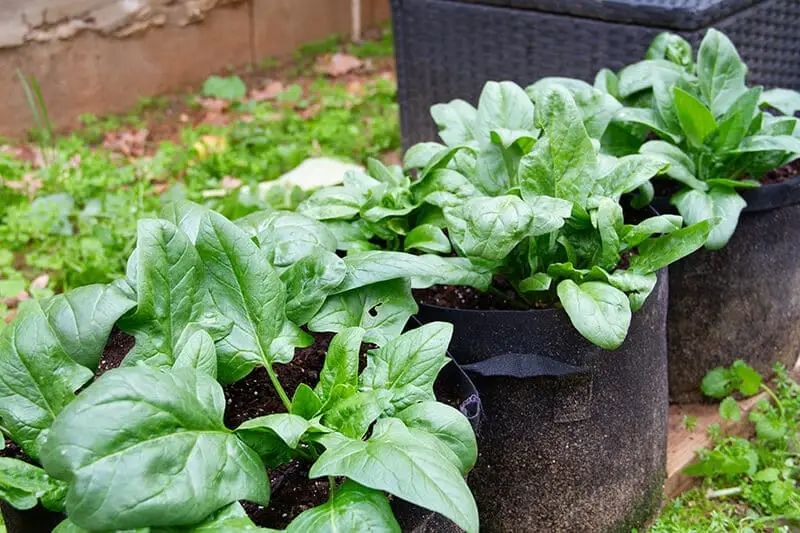 Benefits of Growing Spinach in Containers Why Grow Spinach in Containers