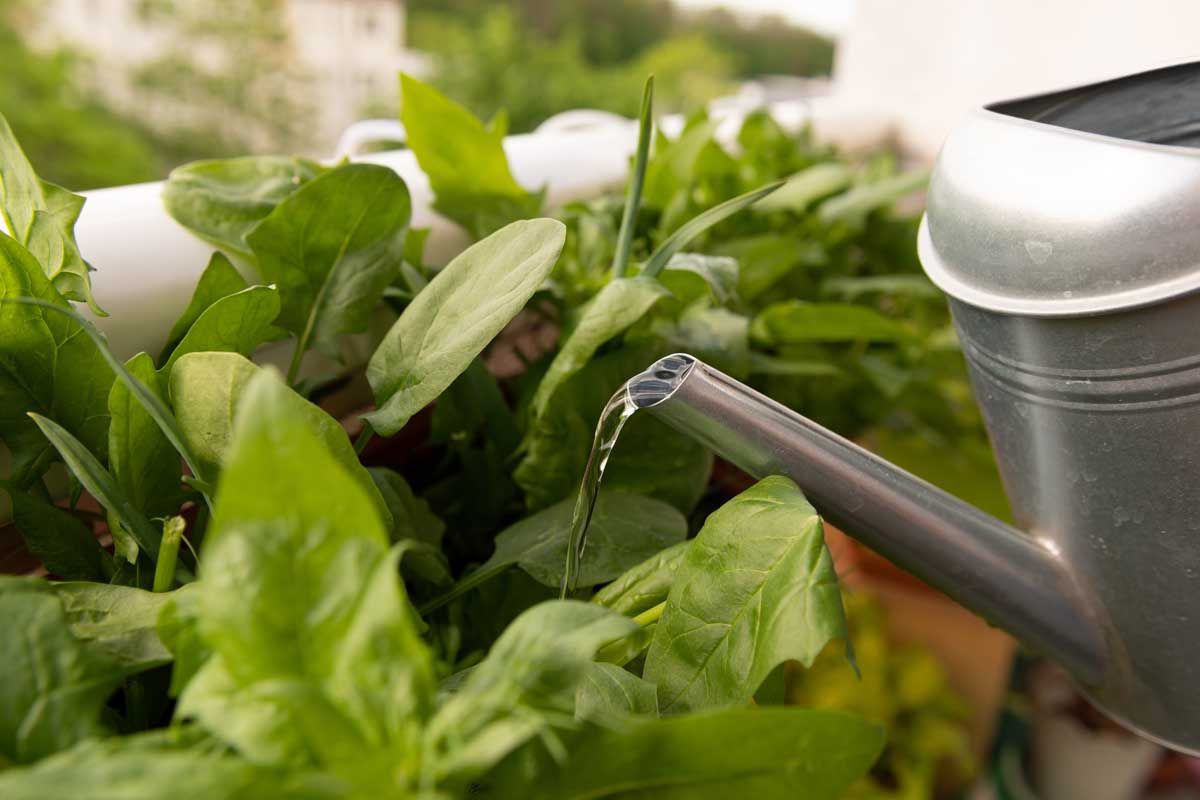 Watering Spinach in Container Gardening Caring for Spinach in Containers Watering