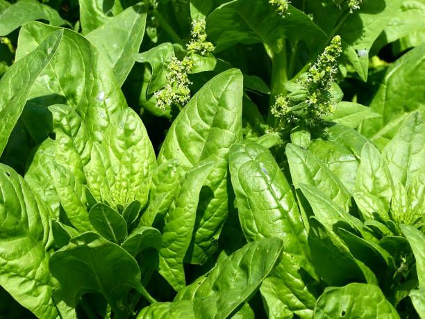 Managing Spinach Bolting in Container Gardens Bolting is a common concern with spinach in containers