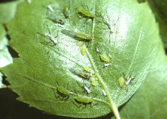 Impact of Aphids on Spinach Plants Pests like aphids can also affect spinach