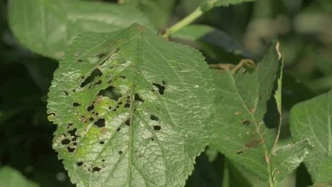 Signs of Pests on Spinach Leaves Holes or chewed edges on the leaves usually point to pests like slugs or insects in spinach